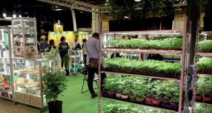Cannabis light, caos normativo negozi e produttori trentini allarmati per il futuro