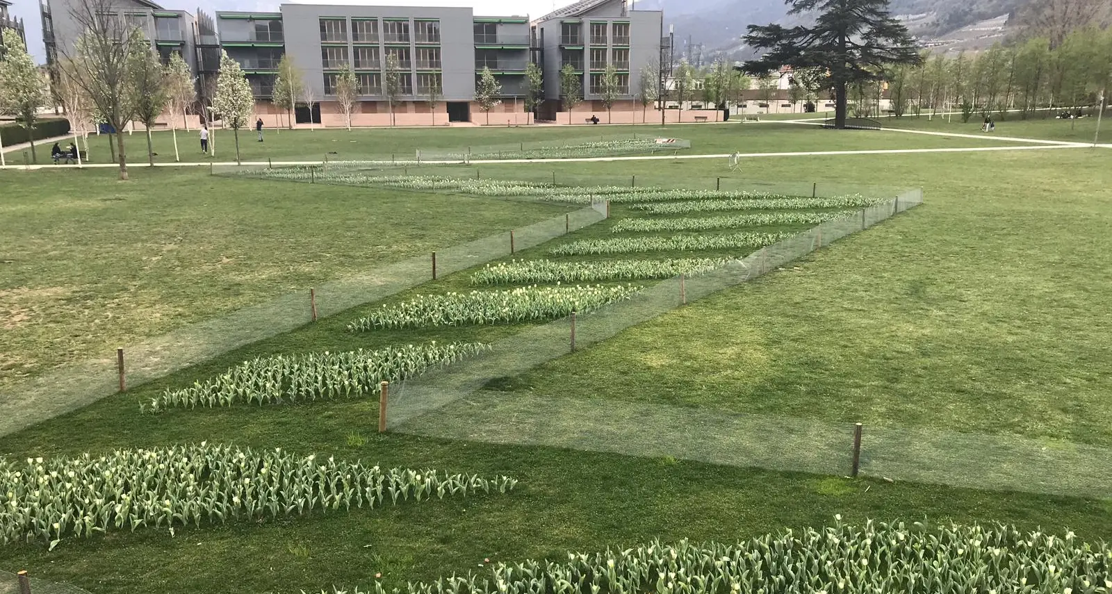 Cominciano a fiorire i tulipani dell'opera per la Michelin alle Albere