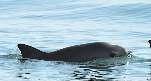 Messico, mini-cetaceo vaquita a rischio estinzione da giugno