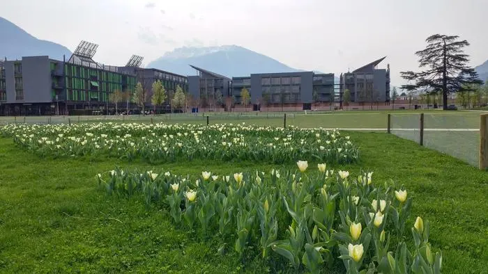 Trento, tulipani in fiore sui prati dell'ex Michelin. ++NO SALES, EDITORIAL USE ONLY++