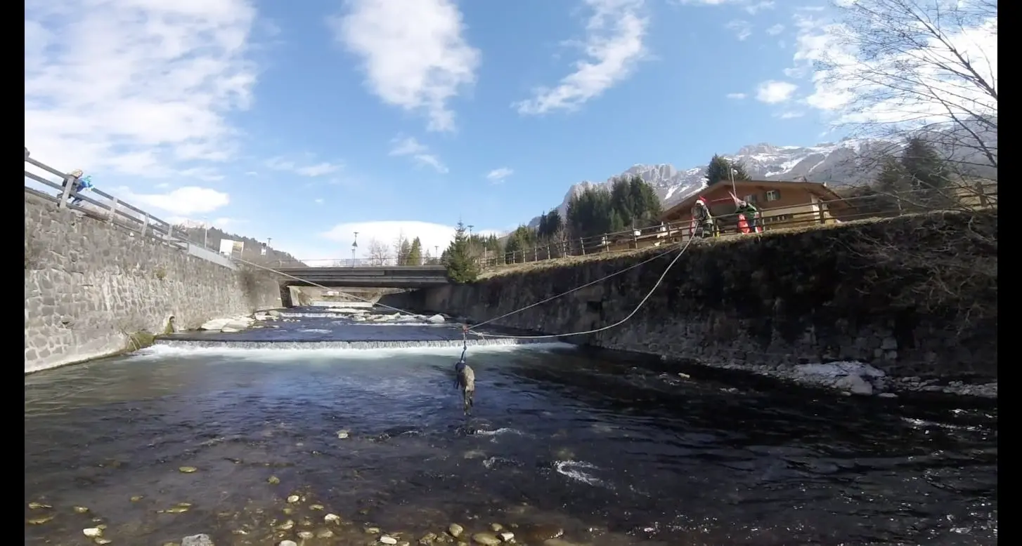Lupo morto nel torrente nei pressi di Soraga. L'autopsia: investito da un'automobile