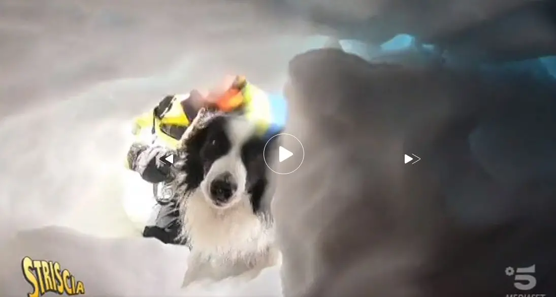 I cani da valanga trentini «star» grazie al servizio di «Striscia la notizia»