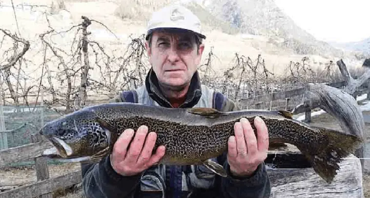 Malè: Pesca, inizio col botto Cattura marmorata di 2,3 kg