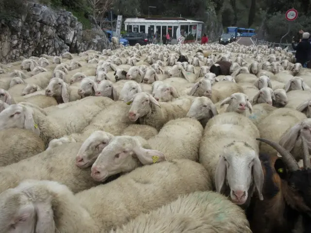 gregge sulla ss240 tra torbole e nago (foto Pivetti)