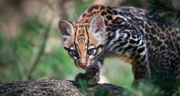 È nata Keyra, unica piccola ocelot d’Italia
