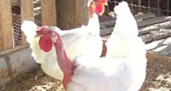 Rubava le galline per «salvarle», ma il giudice lo condanna