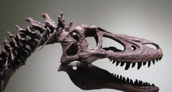 Baby T-rex in vendita su eBay a 3 milioni di dollari