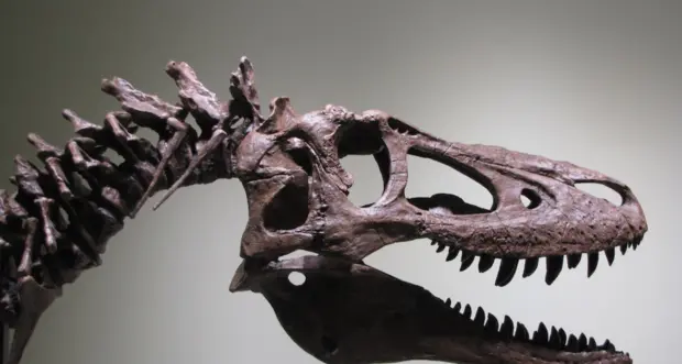 Baby T-rex in vendita su eBay a 3 milioni di dollari