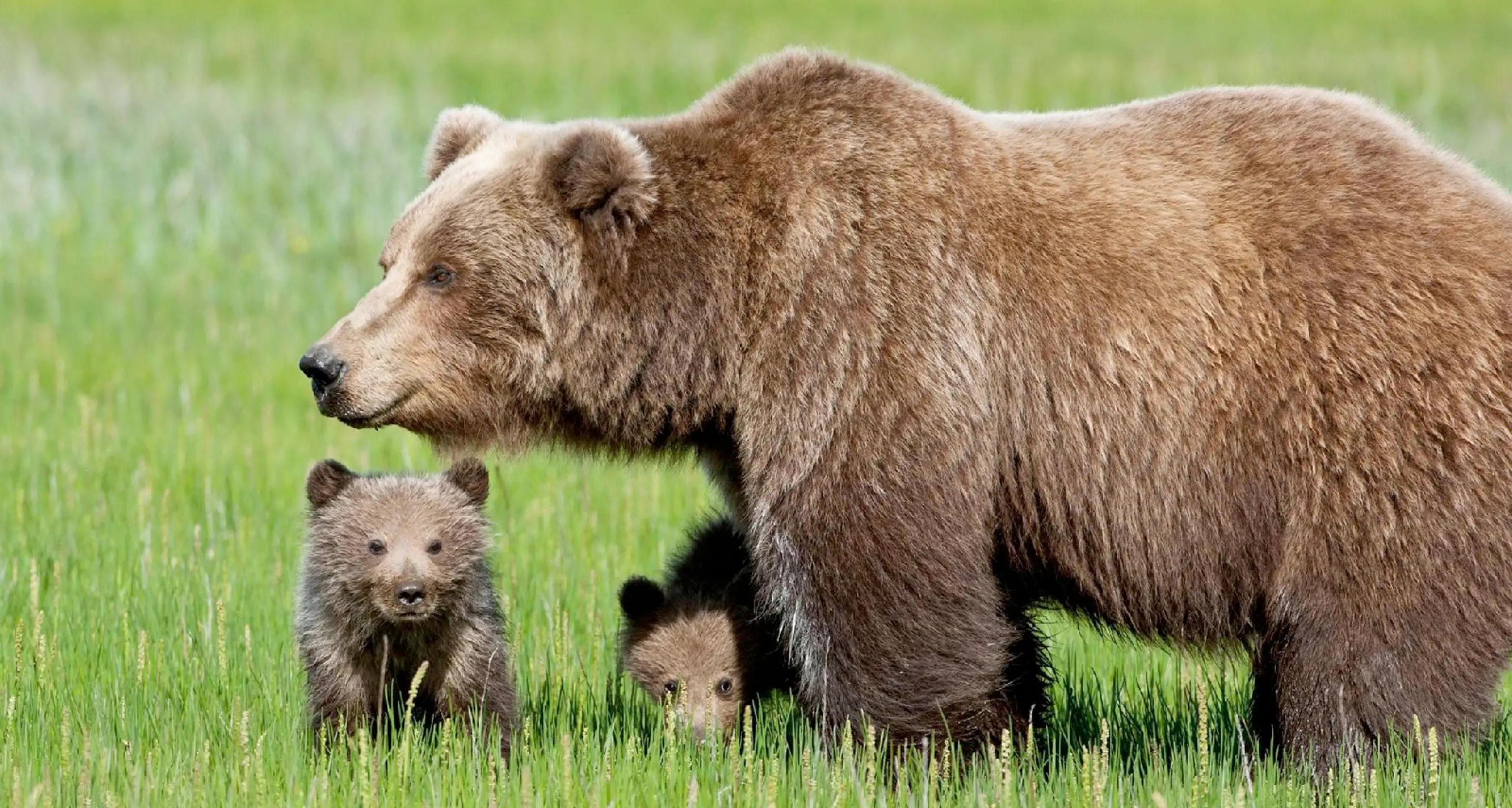Favoloso video: mamma orsa e quattro cuccioli con lei attraversano la strada