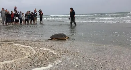 Riccione, la tartaruga Sandra torna in mare