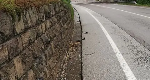 Investe e uccide una capriola sulla tangenziale: «Danni all'auto, brutto sapere di averla uccisa»