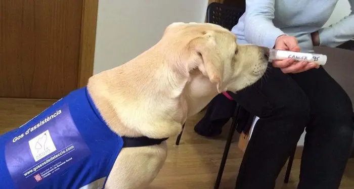 I cani “sniffano” tumore al polmone da un campione di sangue
