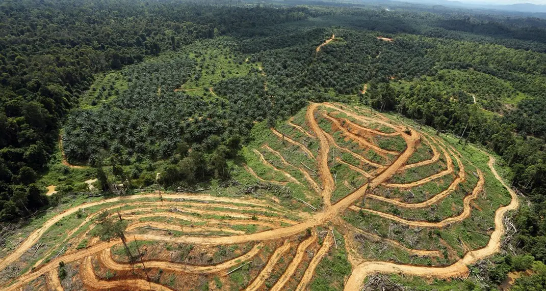 Nel 2018 sparita una foresta grande come l'Inghilterra