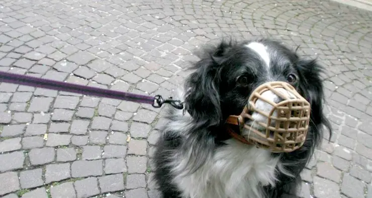Al bar col cane senza guinzaglio Il turista finisce in caserma