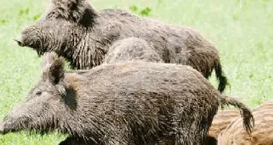 Cinghiali, con la fase 2 aperta la caccia di selezione