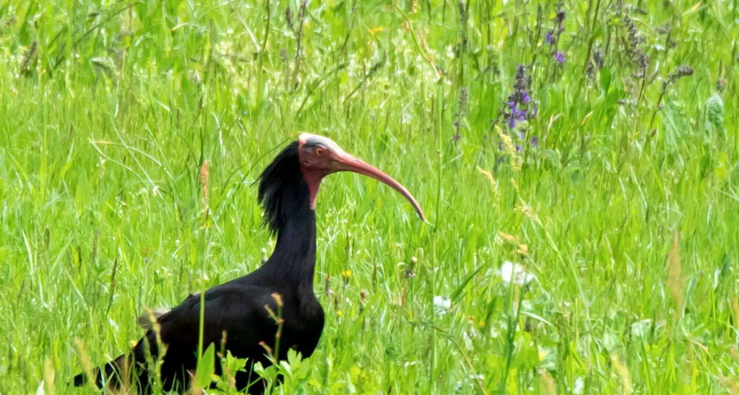 L'ibis eremita si riposa nella zona dell'aeroporto e incanta Mattarello