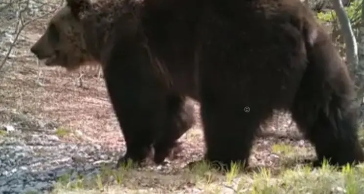 Nel bosco passa l'orso: dala fototrappola il VIDEO di Franco Cadonna