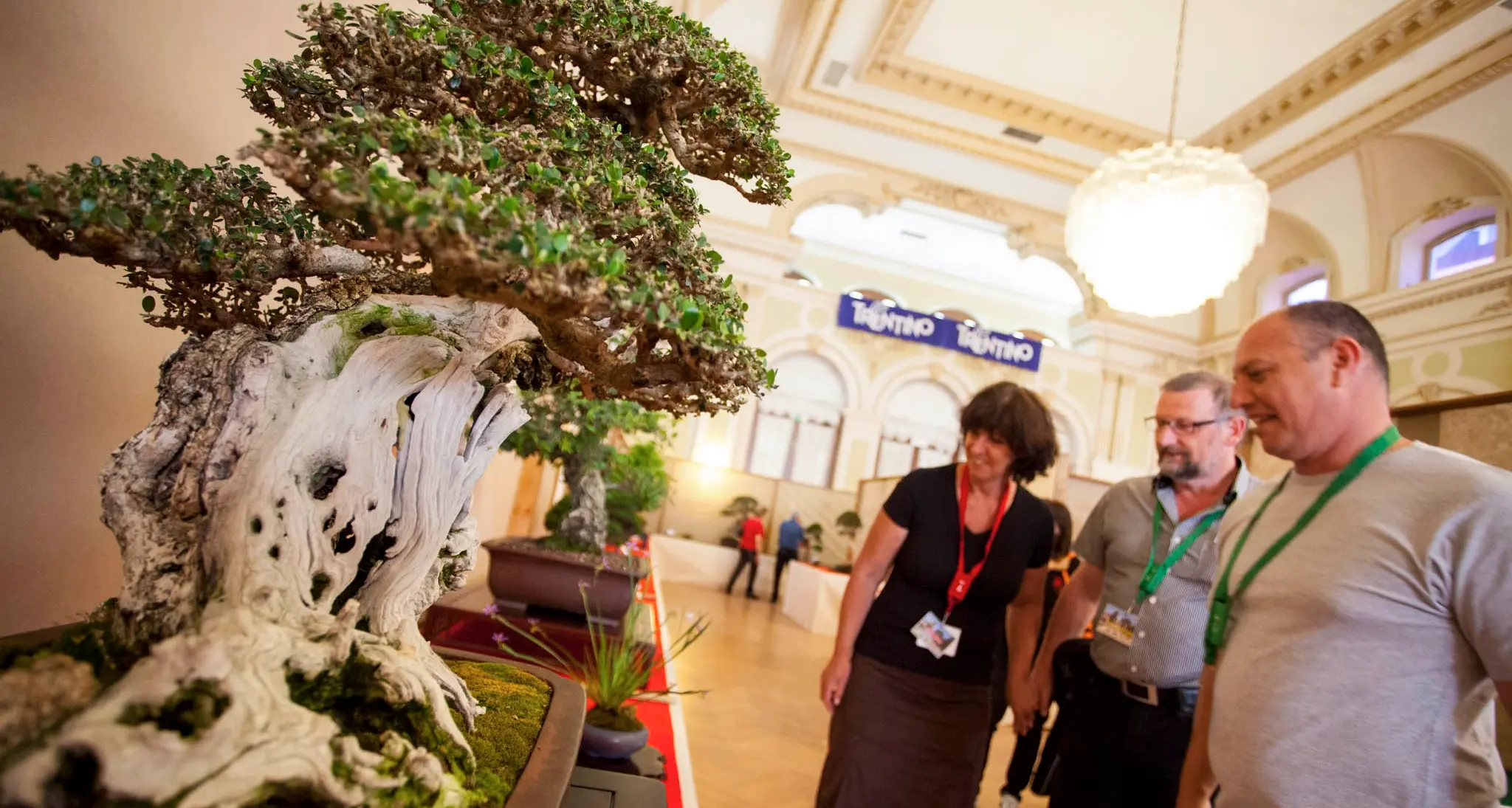 Da domani a domenica Arcobonsai, tutto il meglio di un'arte affascinante