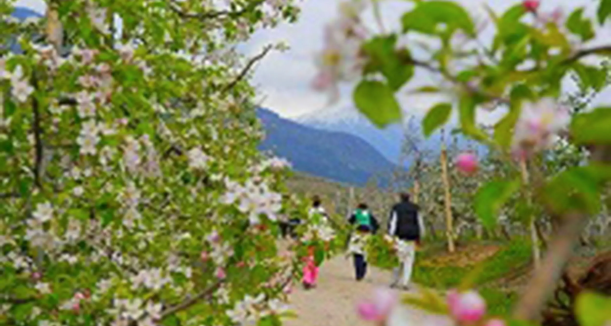 Domenica la Val di Non offre spettacolo e salute con la «4 Ville in Fiore»