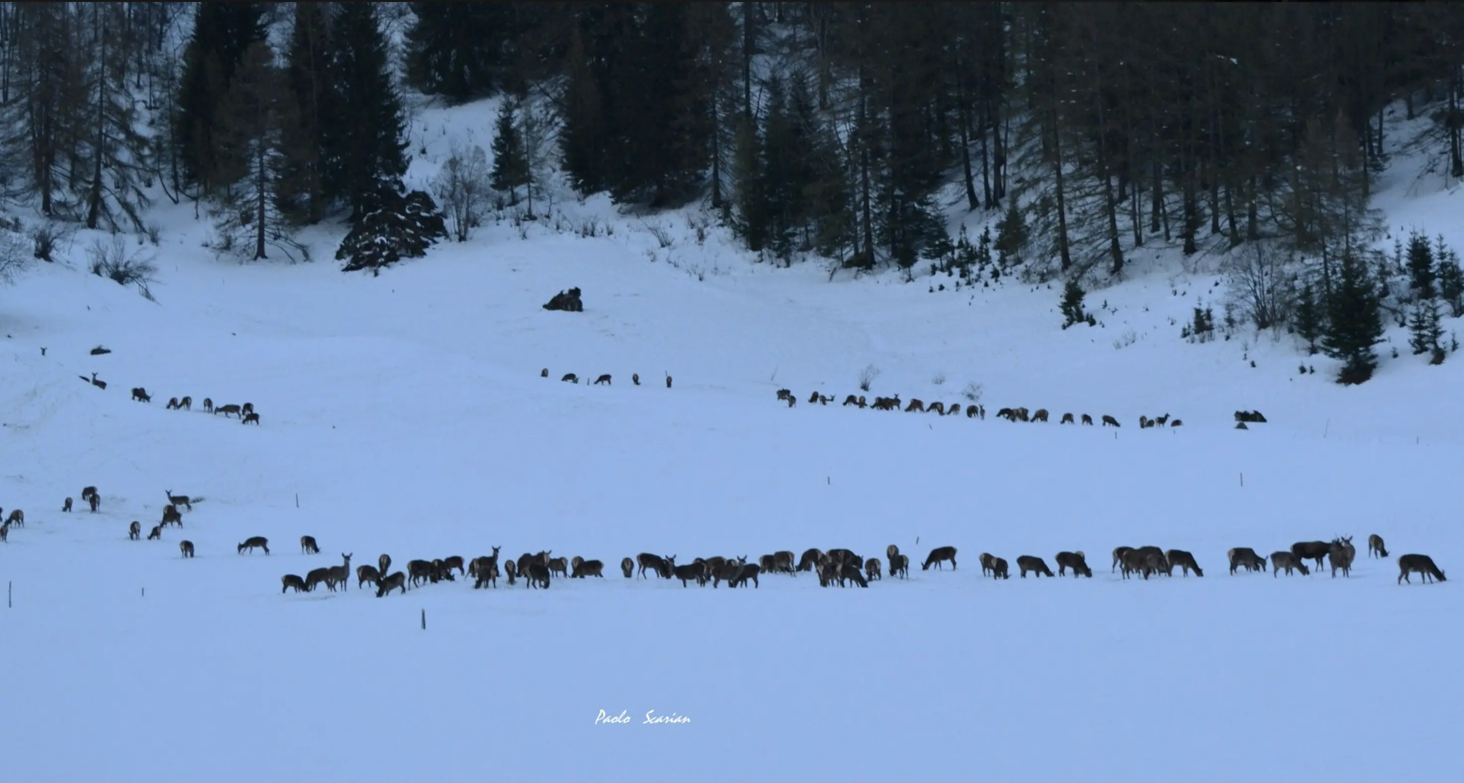 Trecento cervi in un prato: ecco come la neve spinge il branco a cercare l'erba