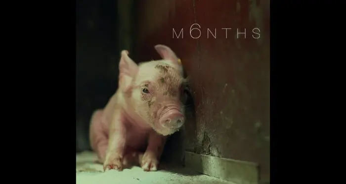 «6 Mesi», il «corto» con il maialino allevato in gabbia