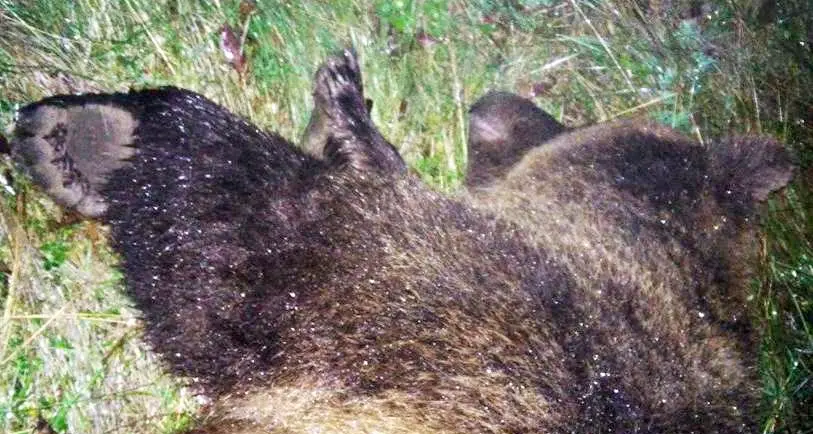Per l'uccisione dell'orsa KJ2 la Procura chiede l'archiviazione WWf e Lav contro: «interrogate Rossi»