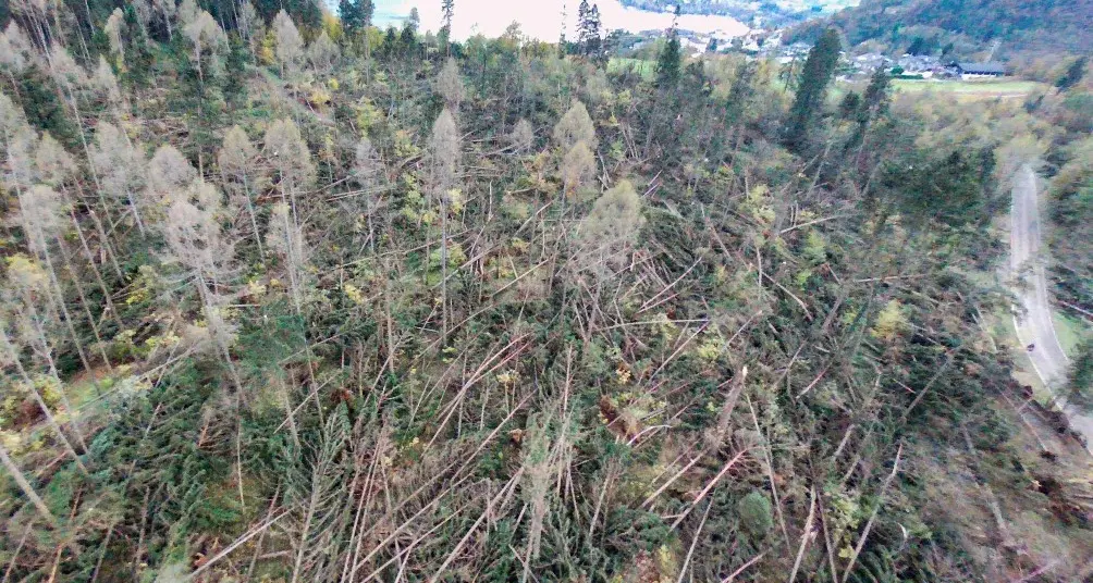 Alberè, voglia di rinascita La pineta verrà ricostituita