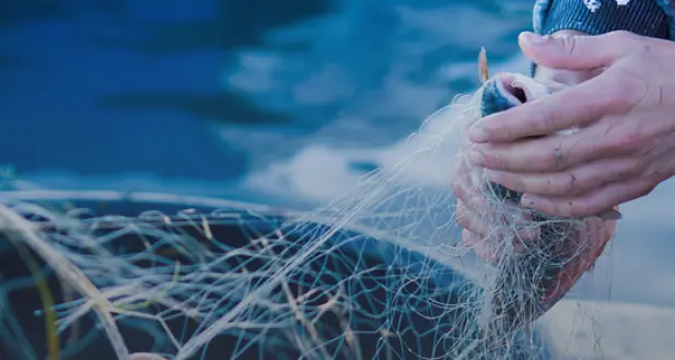 Pesci poveri e scarti diventano ricchezza: ecco l’ecopesce