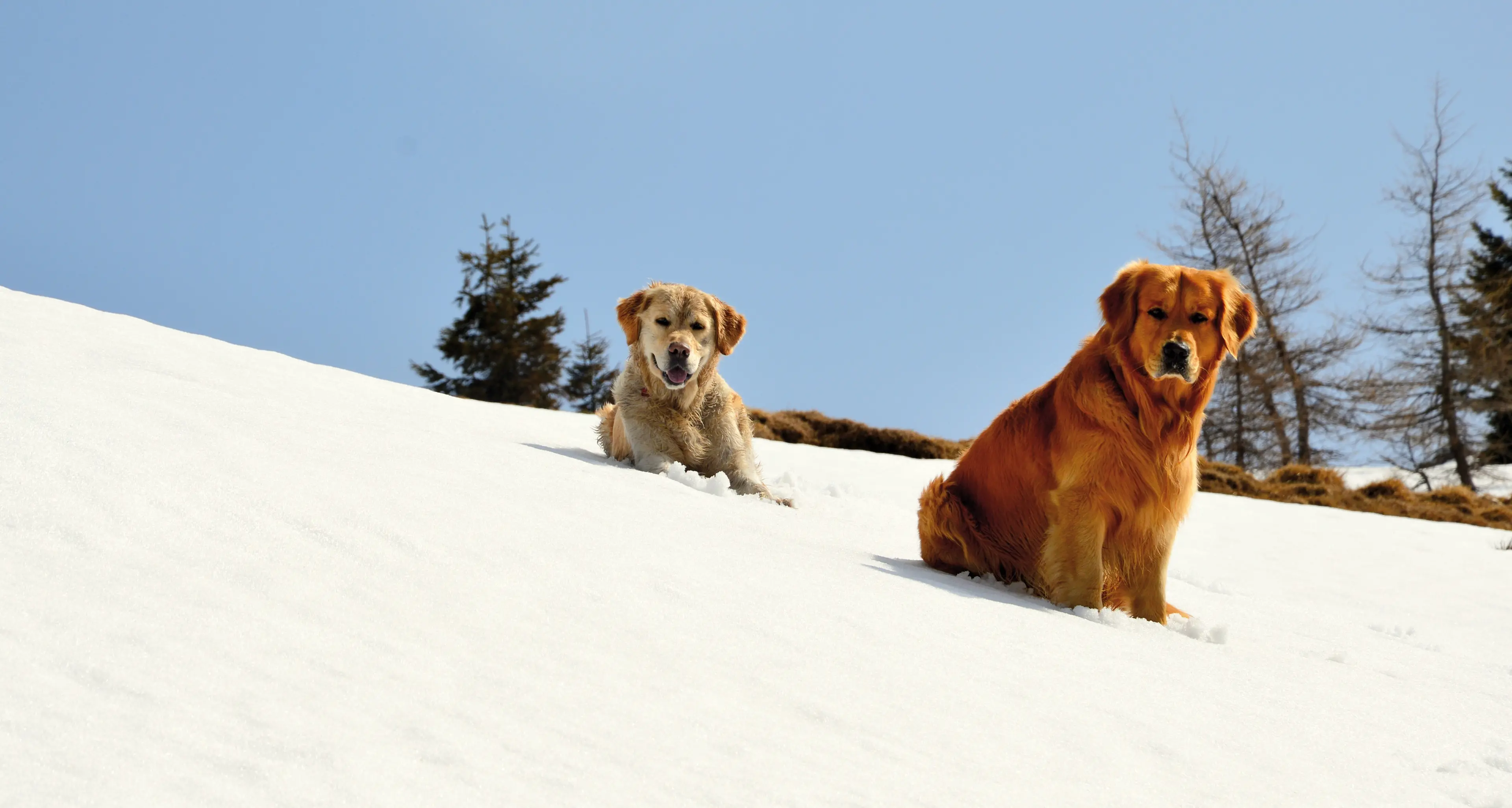 Camminare con il cane: ecco la prima guida per escursioni a... sei zampe