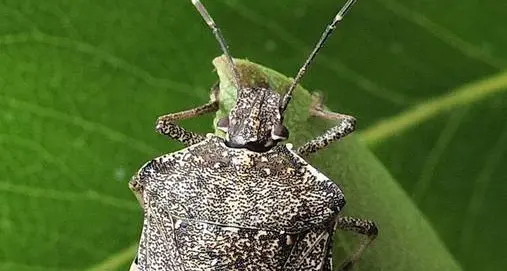 L'incubo della cimice incombe sulle mele