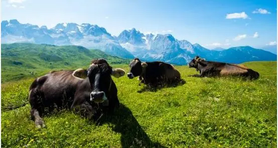 La vacca Rendena è diventata «presidio Slow Food»