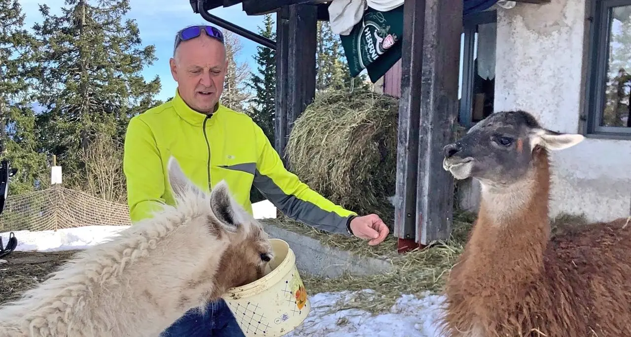 I due nuovi lama sono già le mascotte del rifugio Dosso Larici