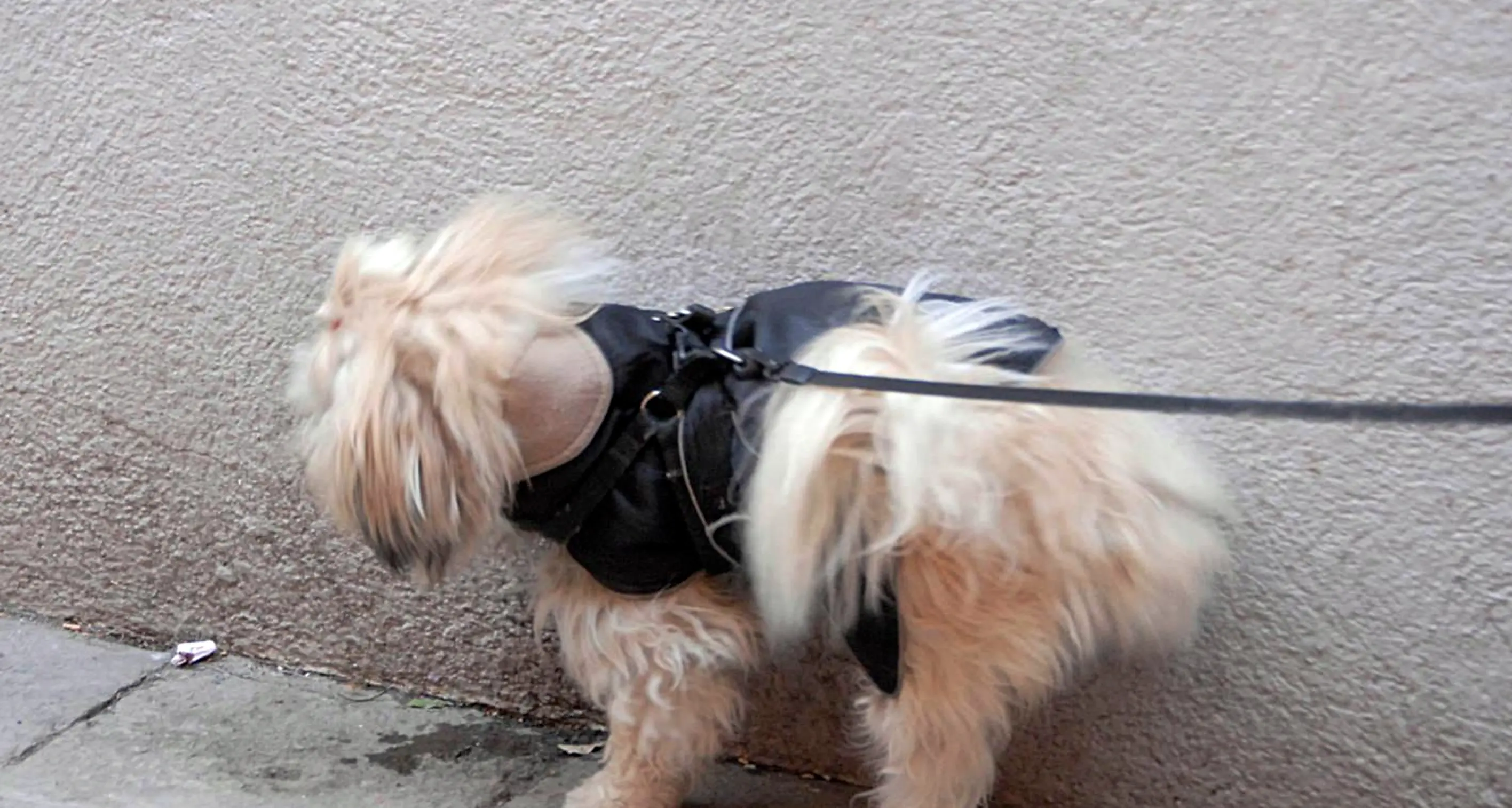 Quando muri, porte, parchi gioco e marciapiedi diventano orinatoi per cani