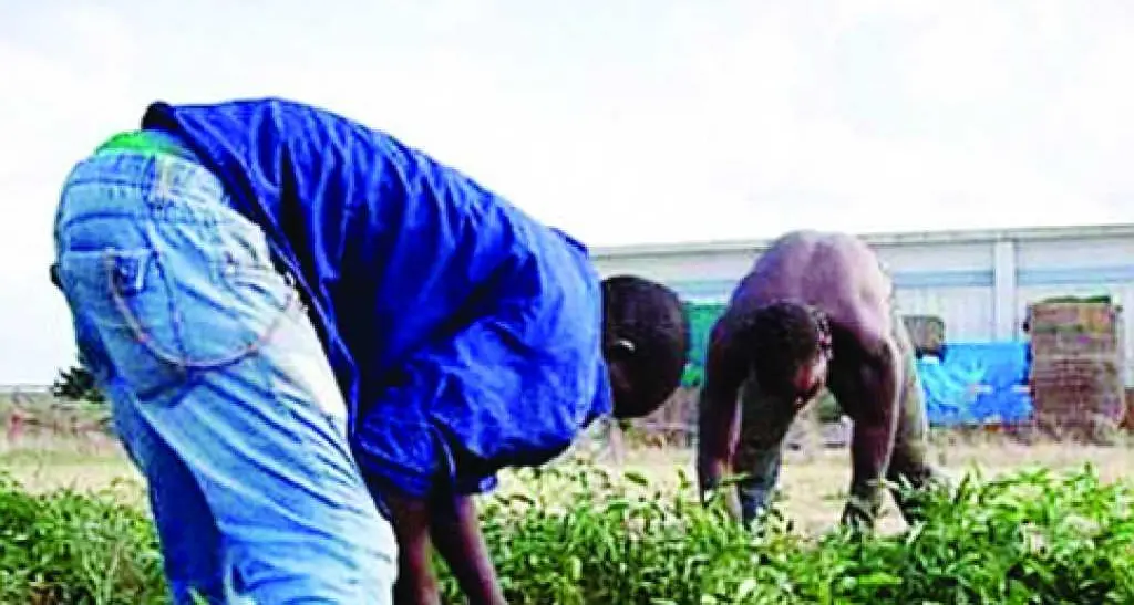 Migranti, 12 ore nei campi e paghe da fame