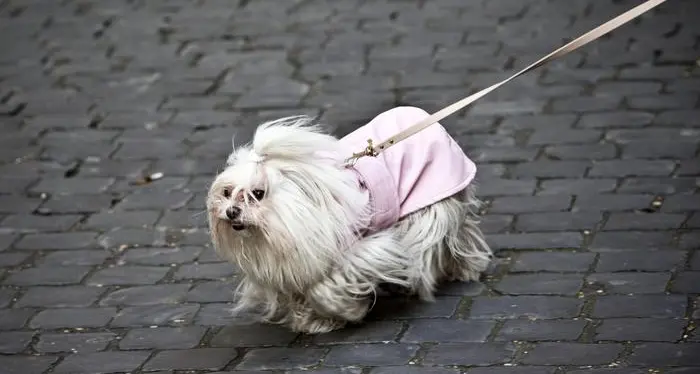 Non solo paletta e sacchetto Ad Asti bisogna avere l'acqua per pulire la pipì dei cani