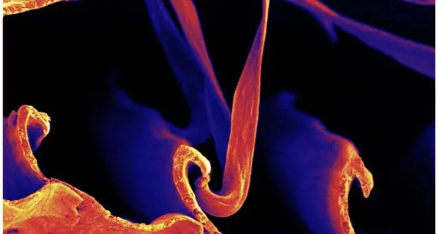 Gli adesivi del futuro copiati dalle penne degli uccelli