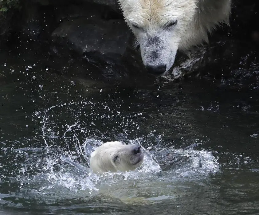 A female polar bear baby swims watched by its mother Tonja in their enclosure at the Tierpark zoo in Berlin, Friday, March 15, 2019. The still unnamed bear, born Dec. 1, 2018 at the Tierpark, is presented to the public for the first time. (ANSA/AP Photo/Markus Schreiber) [CopyrightNotice: Copyright 2019 The Associated Press. All rights reserved]