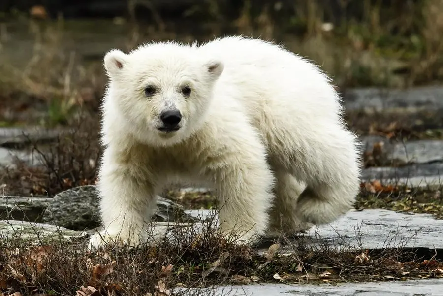 epa07439797 A little polar bear cub walks in the outdoor enclosure of the Tierpark in Berlin, Germany, 15 March 2019. The little yet to be named polar bear walked for the first time in the outdoor enclosure of the Tierpark in Berlin. It was born on 01 December 2018. EPA/CLEMENS BILAN