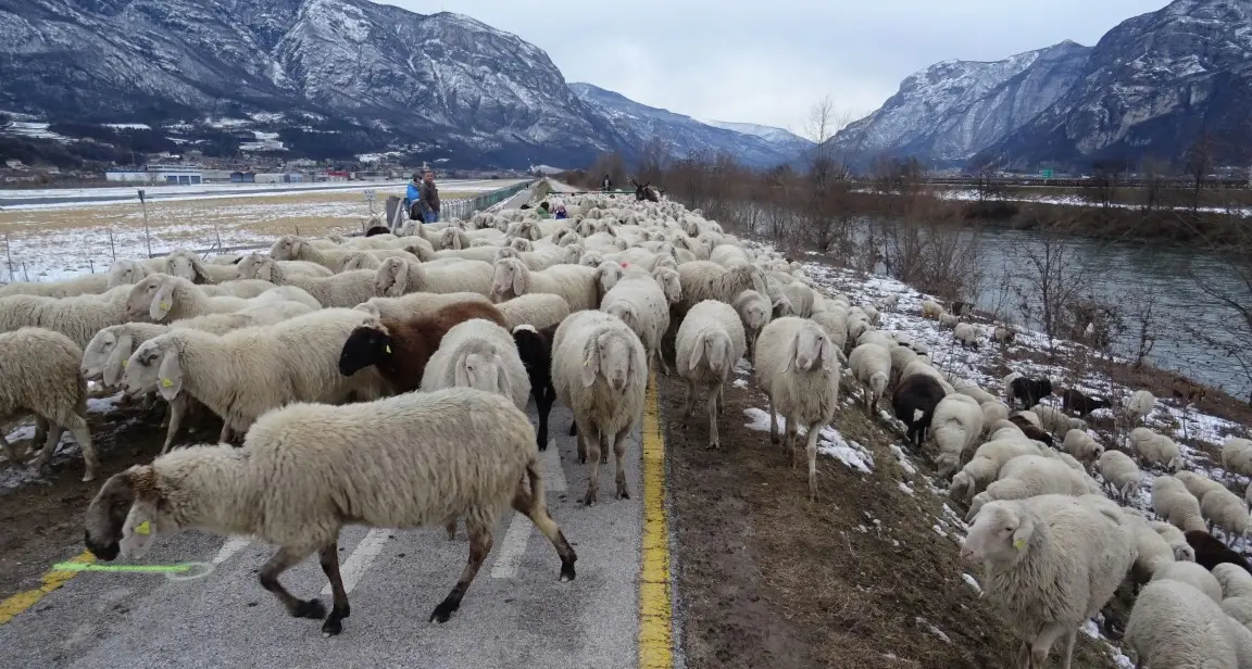 Le pecore vanno in ciclabile e gli asini in tangenziale