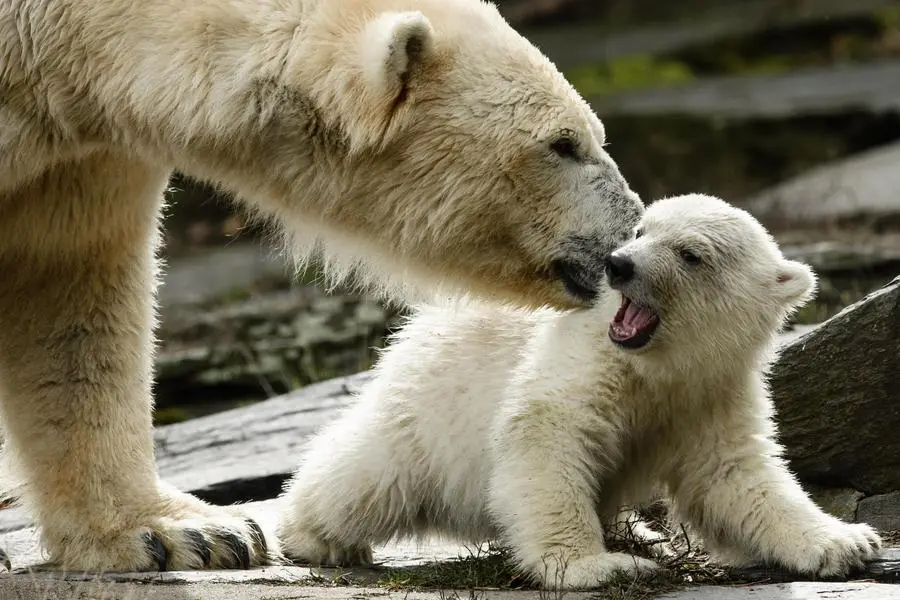 epa07439816 A little polar bear cub and his mother Tonja (L) walk in the outdoor enclosure of the Tierpark in Berlin, Germany, 15 March 2019. The little yet to be named polar bear walked for the first time in the outdoor enclosure of the Tierpark in Berlin. It was born on 01 December 2018. EPA/CLEMENS BILAN
