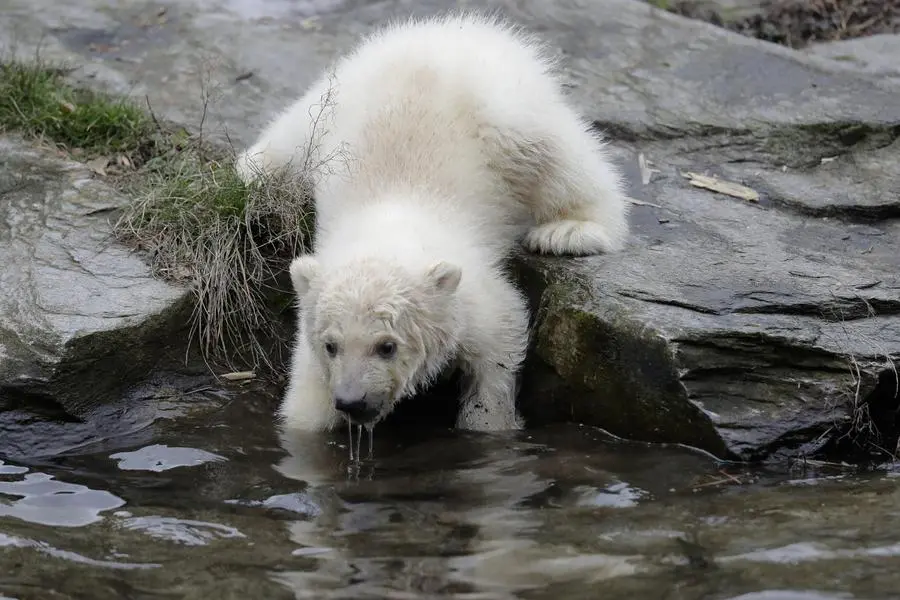 A female polar bear baby walks through its enclosure at the Tierpark zoo in Berlin, Friday, March 15, 2019. The still unnamed bear, born Dec. 1, 2018 at the Tierpark, is presented to the public for the first time. (ANSA/AP Photo/Markus Schreiber) [CopyrightNotice: Copyright 2019 The Associated Press. All rights reserved]