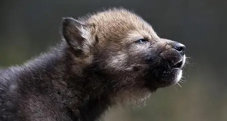 Dal lupo al nandù, papà eroici o premurosi fra gli animali