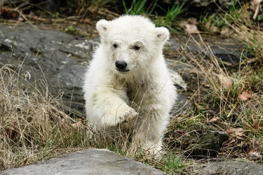 epa07439802 A little polar bear cub walks in the outdoor enclosure of the Tierpark in Berlin, Germany, 15 March 2019. The little yet to be named polar bear walked for the first time in the outdoor enclosure of the Tierpark in Berlin. It was born on 01 December 2018. EPA/CLEMENS BILAN