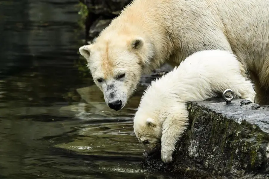 epa07439801 A little polar bear cub looks into water next to his mother Tonja (R) in the outdoor enclosure of the Tierpark in Berlin, Germany, 15 March 2019. The little yet to be named polar bear walked for the first time in the outdoor enclosure of the Tierpark in Berlin. It was born on 01 December 2018. EPA/CLEMENS BILAN
