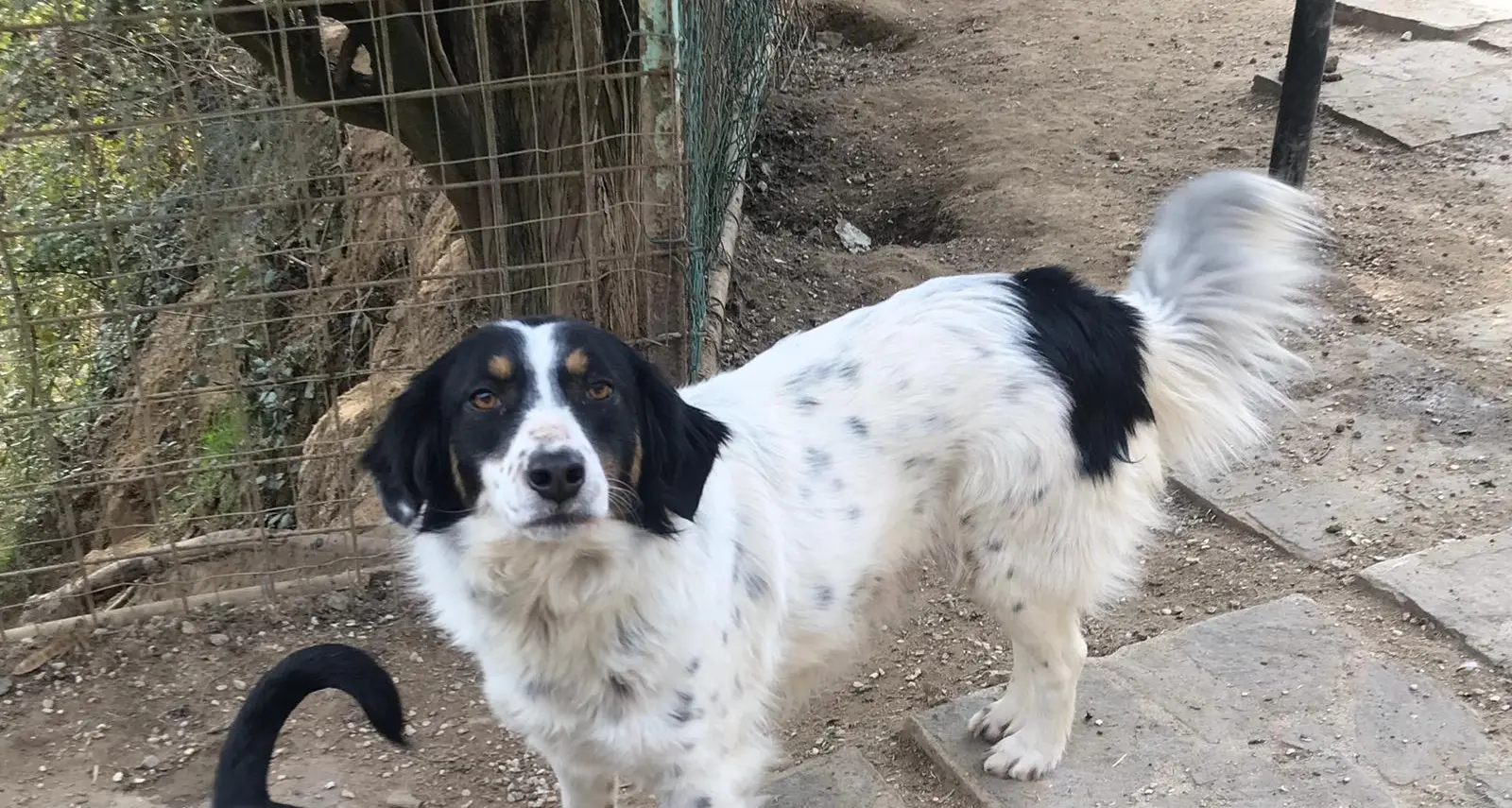 Questa cagnetta è scappata e vaga in Val di Cembra: chi l'ha vista?
