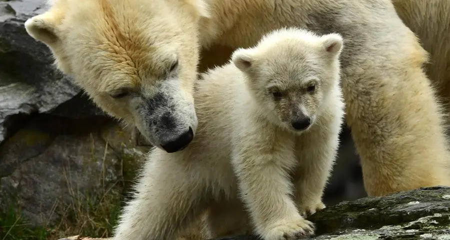 Le coccole tra un cucciolo di orso polare e la sua mamma