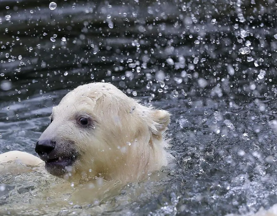 A female polar bear baby swims in its enclosure at the Tierpark zoo in Berlin, Friday, March 15, 2019. The still unnamed bear, born Dec. 1, 2018 at the Tierpark, is presented to the public for the first time. (ANSA/AP Photo/Markus Schreiber) [CopyrightNotice: Copyright 2019 The Associated Press. All rights reserved]