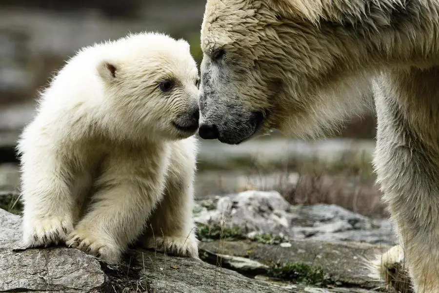 epa07439766 A little polar bear cub and his mother Tonja (R) in the outdoor enclosure of the Tierpark in Berlin, Germany, 15 March 2019. The little yet to be named polar bear walked for the first time in the outdoor enclosure of the Tierpark in Berlin. It was born on 01 December 2018. EPA/CLEMENS BILAN