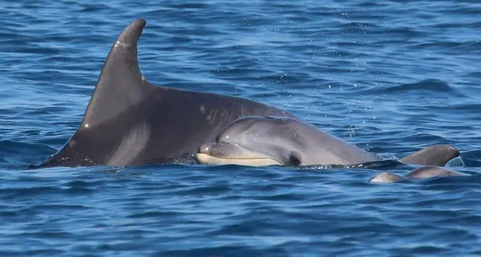 Avvistato cucciolo di delfino al largo del litorale romano