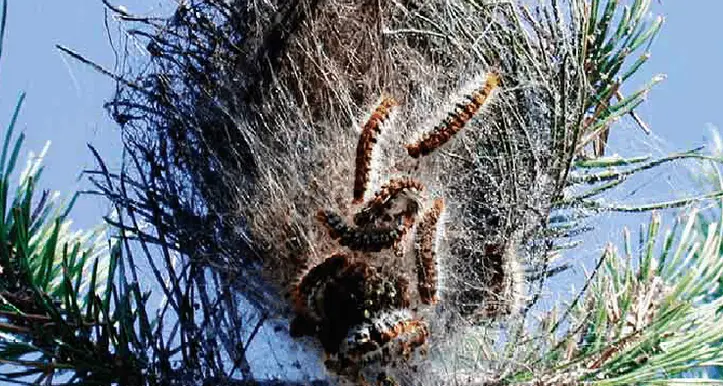 Con la primavera riesplode l'allarme processionaria